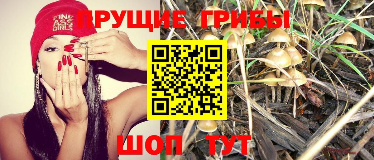 Псилоцибиновые грибы мицелий Кизилюрт